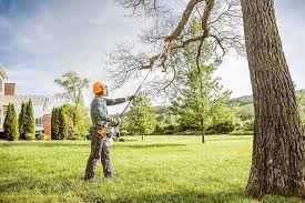 Best Hedge Trimming  in Coal Grove, OH