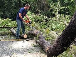 Best Tree Preservation Services  in Coal Grove, OH