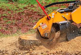 Best Tree Risk Assessment  in Coal Grove, OH