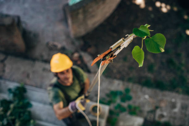 Trusted Coal Grove, OH Tree Services Experts