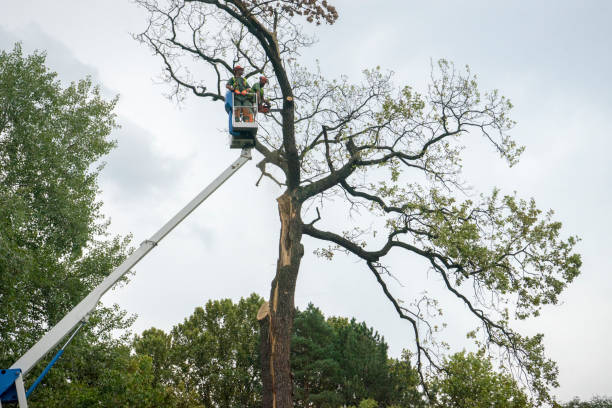 Best Tree Maintenance Programs  in Coal Grove, OH