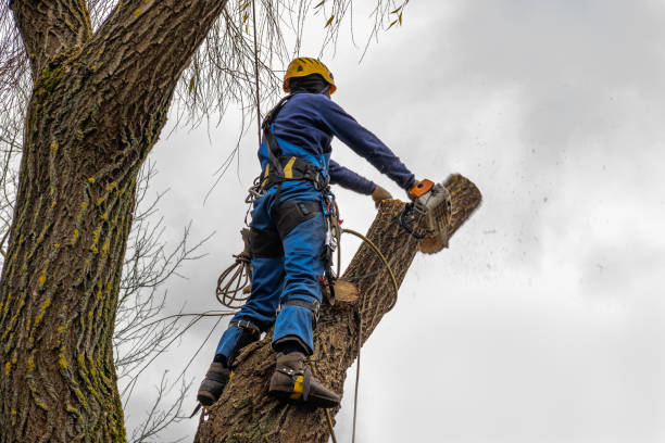 Best Tree Disease Treatment  in Coal Grove, OH