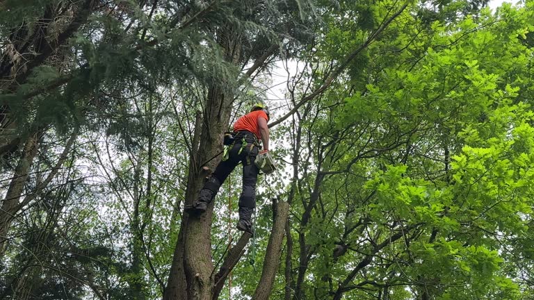 Best Lot and Land Clearing  in Coal Grove, OH