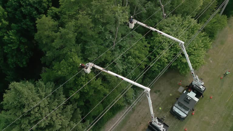 Best Tree Risk Assessment  in Coal Grove, OH