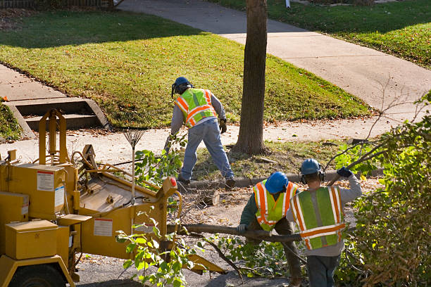 Best Tree and Shrub Care  in Coal Grove, OH