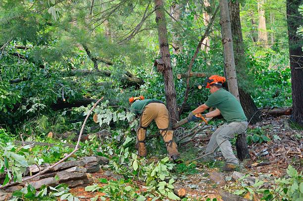 Best Lawn Renovation and Restoration  in Coal Grove, OH