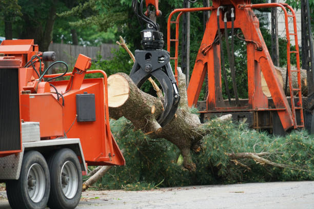Best Fruit Tree Pruning  in Coal Grove, OH
