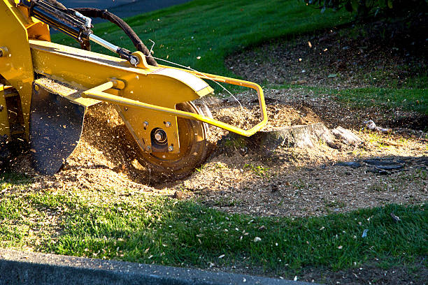 Best Organic Lawn Care Solutions  in Coal Grove, OH
