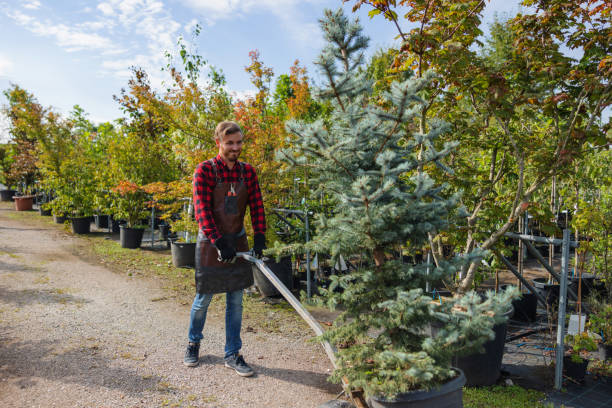 Best Tree Cabling and Bracing  in Coal Grove, OH