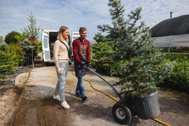 Best Lawn Drainage Solutions  in Coal Grove, OH